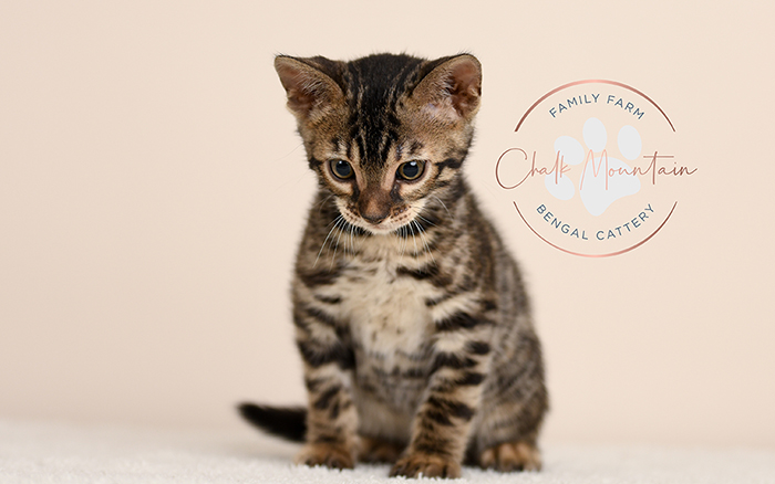 Bengal kitten for sale